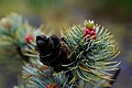 Pinus parviflora Berghan IMG_4932 Sosna drobnokwiatowa